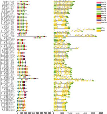 Phylogenomic analysis of 20S proteasome gene family reveals stress-responsive patterns in rapeseed (Brassica napus L.)